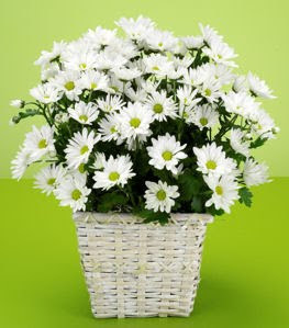 White Daisy Plant Plant