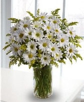 White Daisy Vase Arrangement 