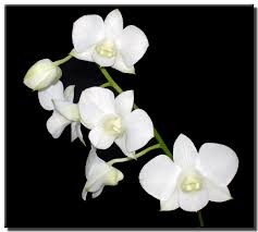 White Dendrobium Orchid  