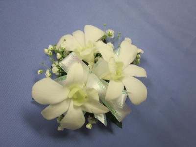 3 White Dendrobium Orchids,  $25.00 
