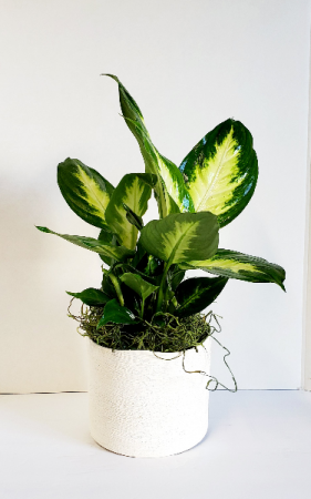 White Dieffenbachia
