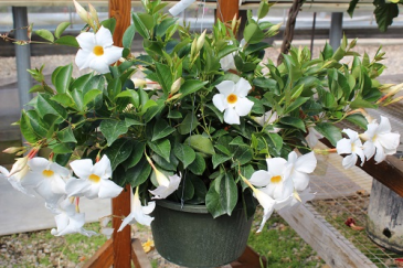 White Dippladenia Hanging Basket 10