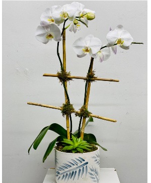 White Double Stemmed Orchid 