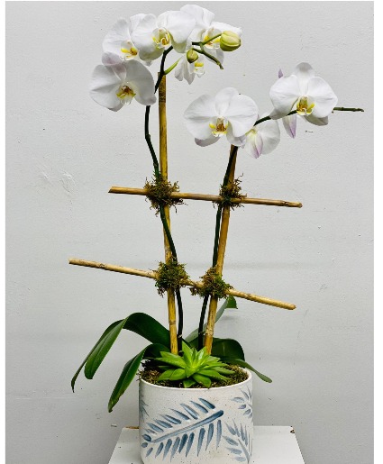 White Double Stemmed Orchid