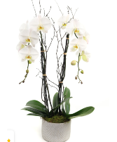 White Double Orchid 