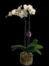 White Double-Stem Orchid Plant 