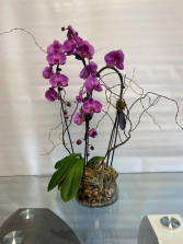 Purple Double-Stem Orchid Plant 