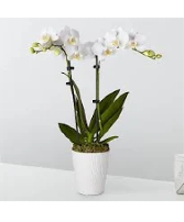 White Double Stem Phalaenopsis Orchid in Ceramic Pot