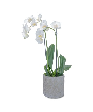 White Elegance Orchid Arrangement