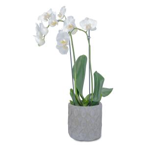 White Elegance Orchid  Arrangement