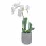 White Elegance Orchid  Arrangement
