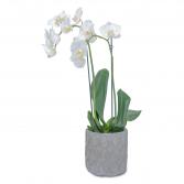 White Elegance Orchid in Pink Arrangement