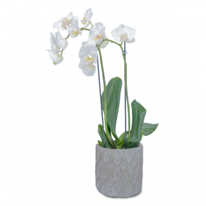 White Elegance Orchid in Pink Plant