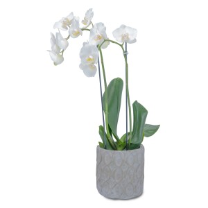 White Elegance Orchid Plant