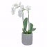 White Elegance Orchid Potted Plant