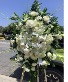 White elegant  Funeral 