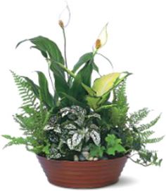 WHITE EVERLASTING DISH GARDEN