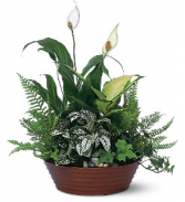 White Garden Plants