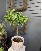 White Gardenia Topiary Live Plant