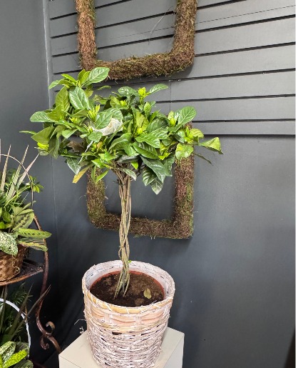 White Gardenia Topiary Live Plant