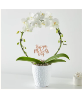 White (Hoop) Orchid 