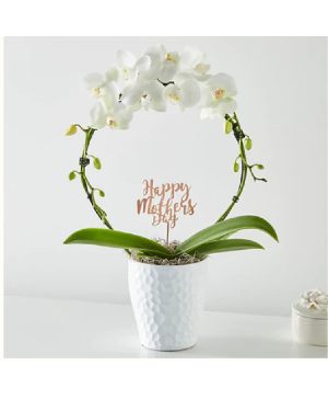 White (Hoop) Orchid 
