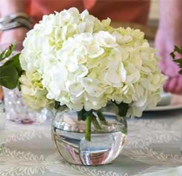 White Hydrangea in bubble bowl Fresh Flowers