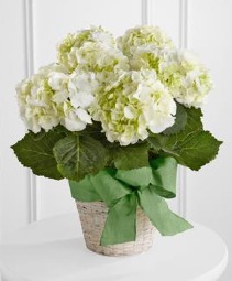 White Hydrangea Plant  