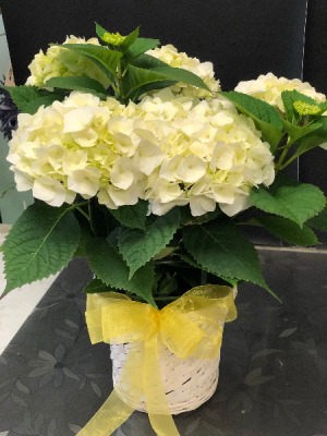 White Hydrangea Plant Easter Plant