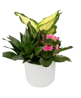 White indented planter Planter