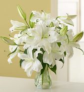 WHITE LILIES from Roma Florist 