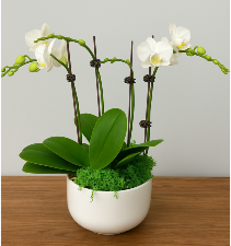 White Mini Orchid Planter  