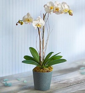 White Ocean Orchid Plant
