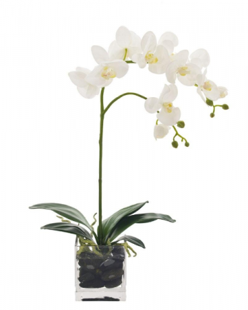 White Orchid