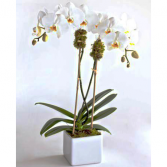 white orchid 