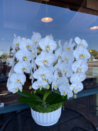 White orchid   in Cupertino, CA | Melissa Orchid