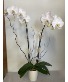 Purchase this funeral home arrangement