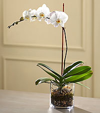 White Orchid Bouquet 