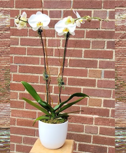 White Orchid Ceramic Pot  
