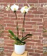 White Orchid Ceramic Pot  