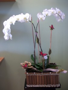 White orchid Combo in Webster, TX | La Mariposa Flowers White orchid Combo in Webster, TX | La Mariposa Flowers