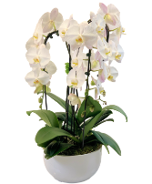 White Orchid Planter Dish garden