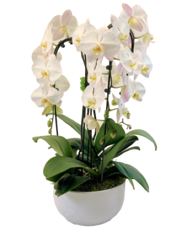 White Orchid Planter Dish garden in Port Dover, ON | Upsy Daisy Floral Studio