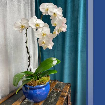 White Orchid - Single Plant
