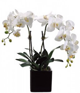 Orchid - Double PHALAENOPSIS