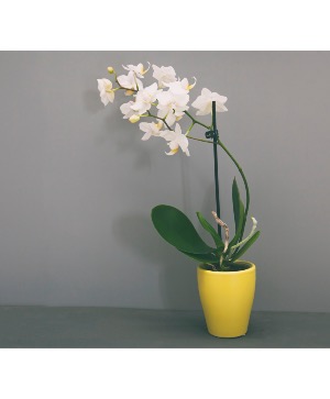 White Orchid Flowering plant