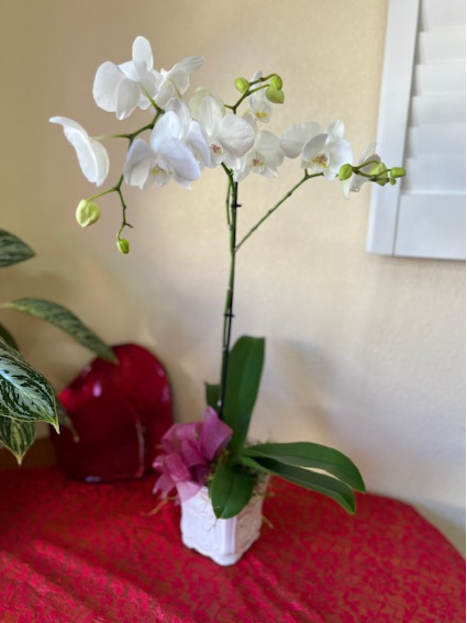 White Orchid in a Pot 