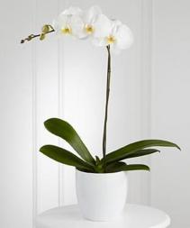 White Orchid in Ceramic 