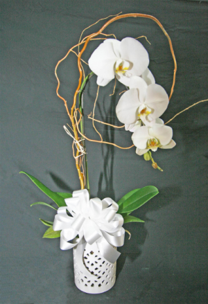 WHITE ORCHID IN WHITE VASE WITH BOW ORCHID