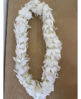 White Orchid Leis  White Orchid Leis